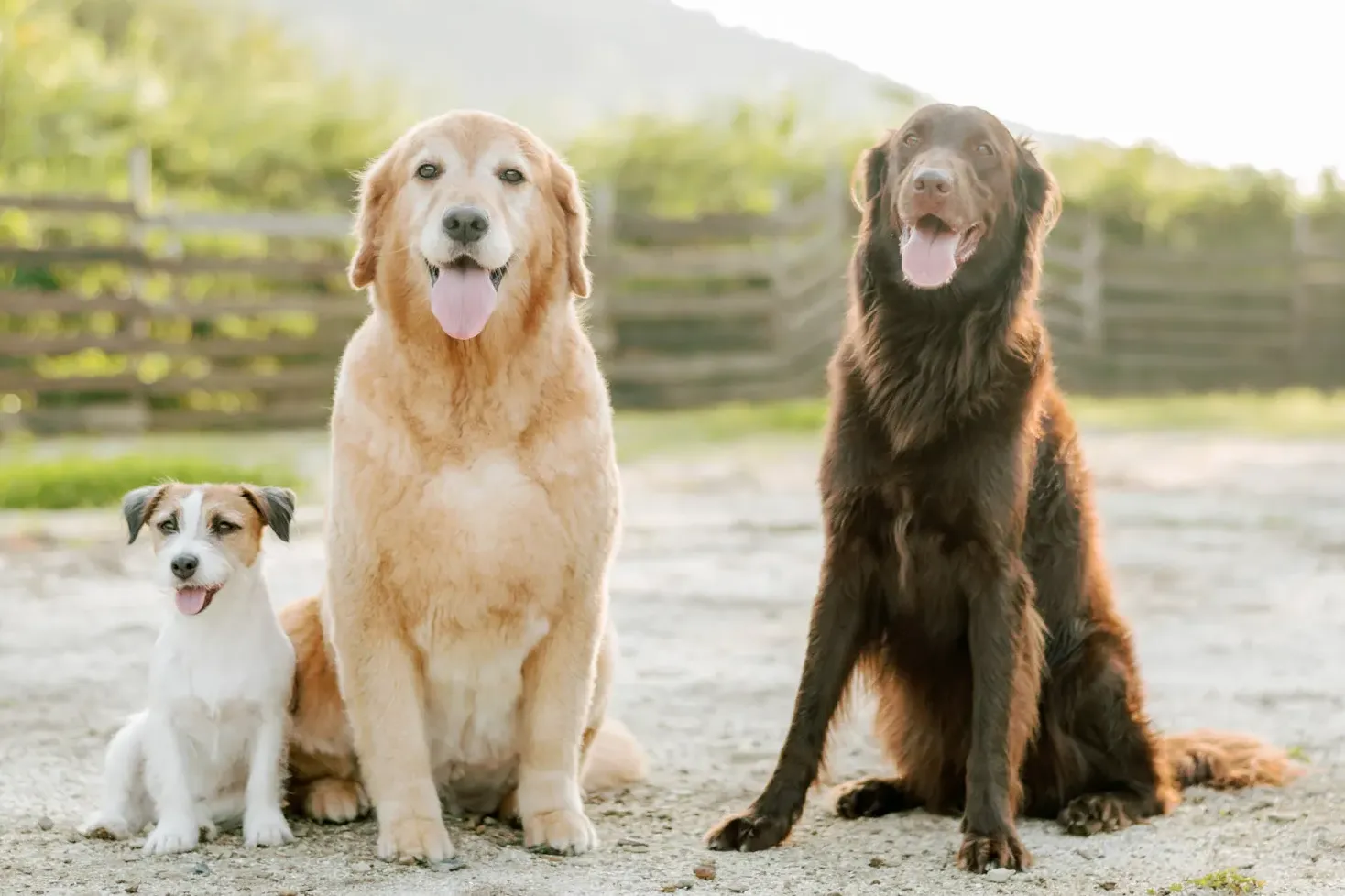 香川県の屋外ロケーション撮影 — 自由に走る愛犬の自然な笑顔をとらえたペット写真、ペットPHOTO香川