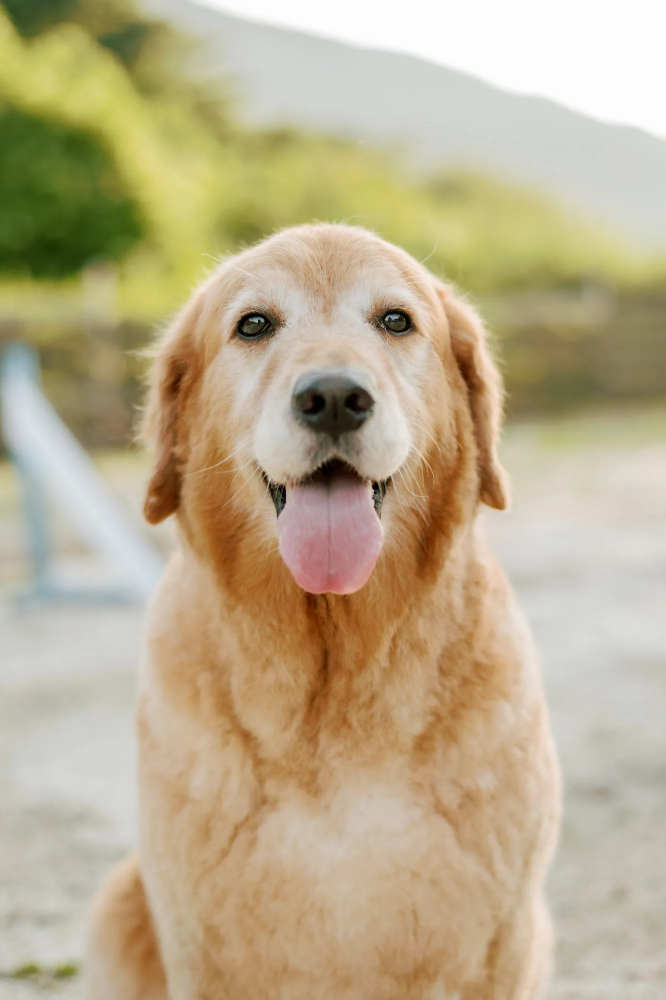 香川県のロケーション撮影でリラックスした表情を見せる愛犬 — ペットPHOTO香川プロカメラマン