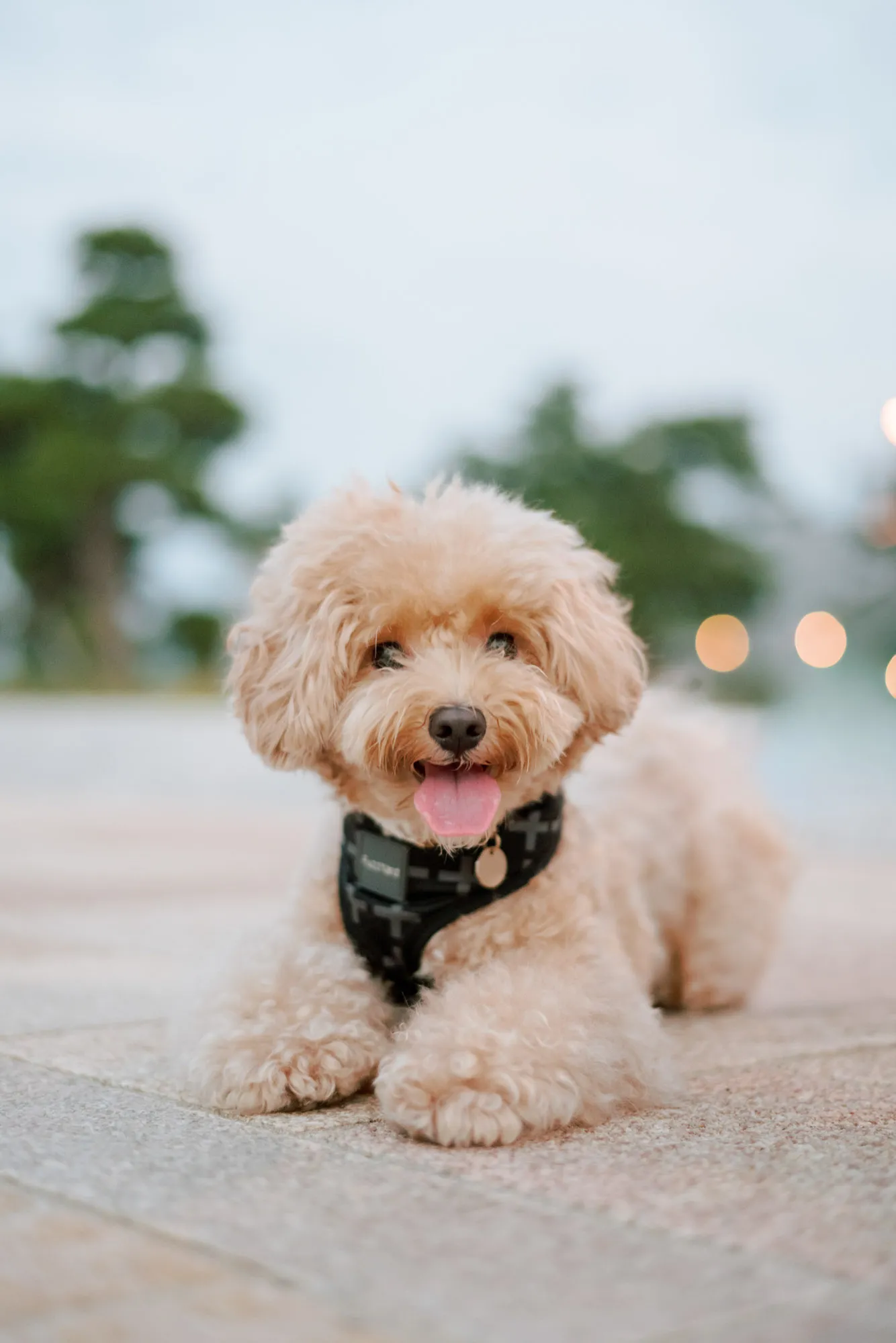 香川県での出張ペット撮影 — 飾らない自然体の愛犬のポートレート、ペットPHOTO香川