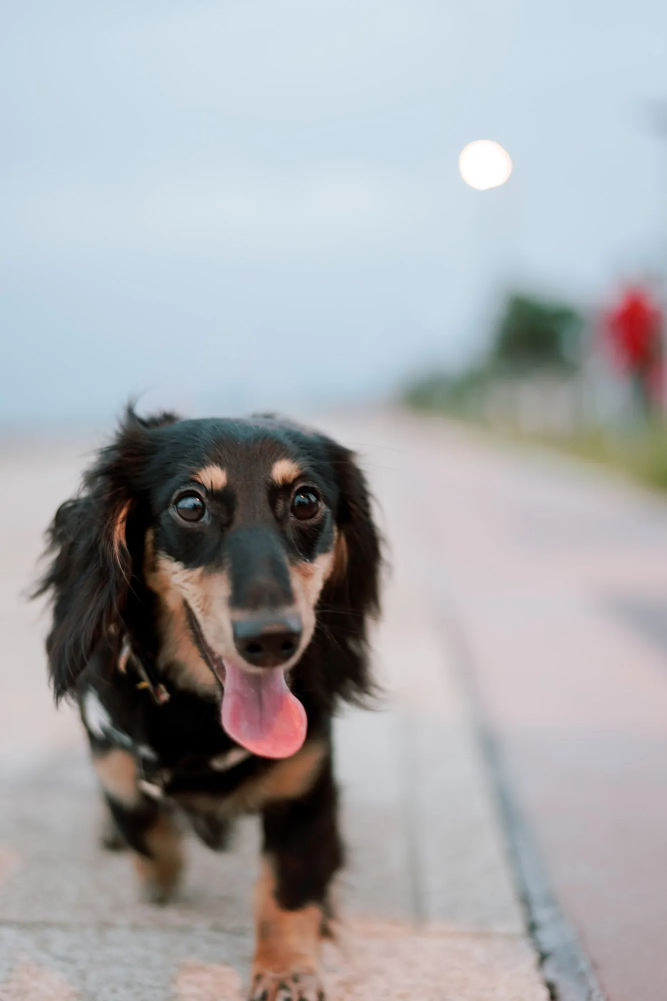 香川の自然の中で飼い主と愛犬の絆を写した一枚 — ペット家族写真、ペットPHOTO香川