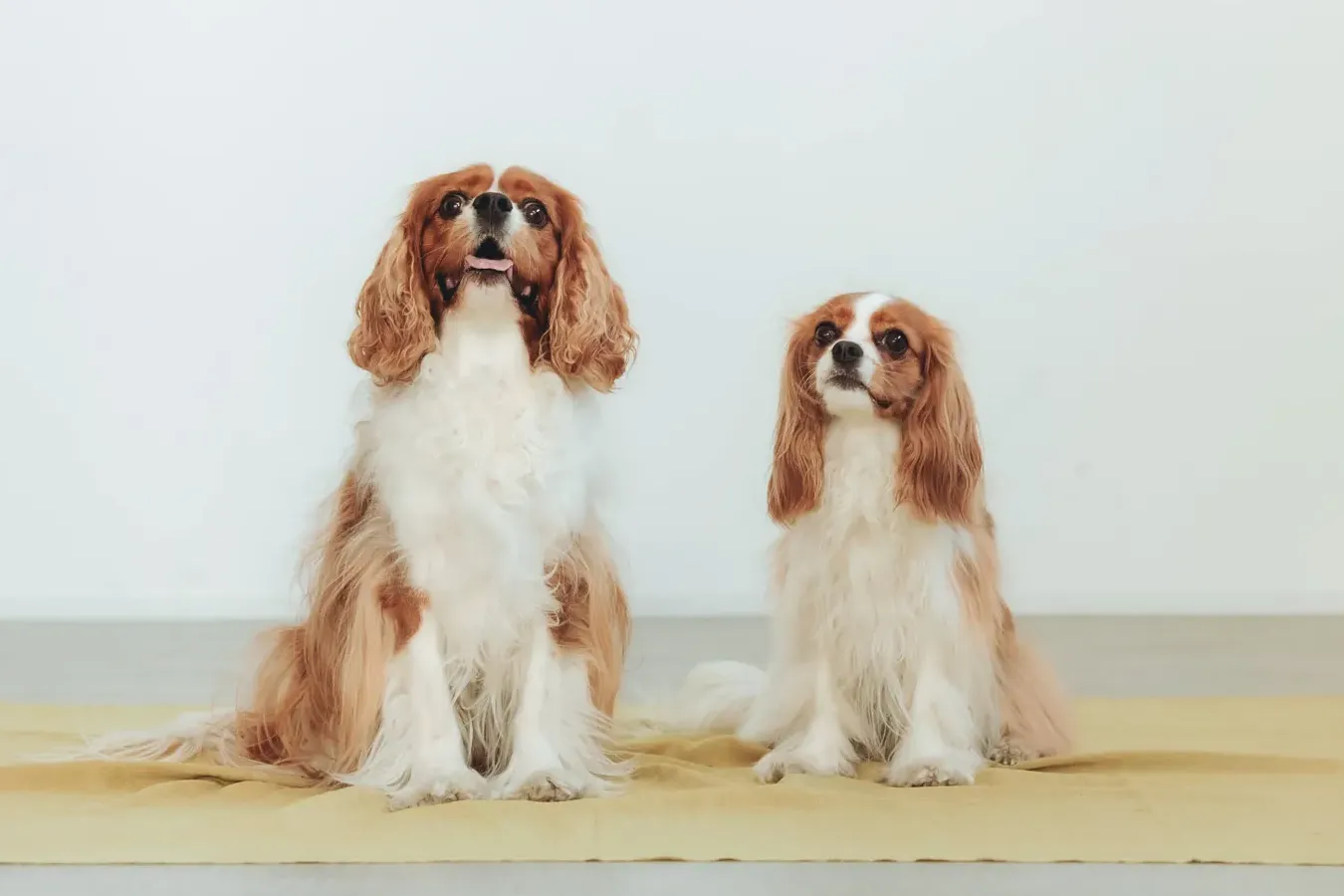 三豊市での出張ペット撮影 — 香川の自然を背景に愛犬の最高の笑顔を切り取る、ペットPHOTO香川