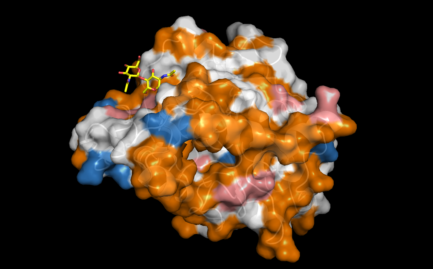 Hydrophobic surface view of *Candida antarctica* Lipase B (1TCA)