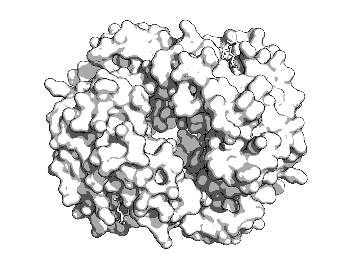 Haemoglobin (4HHB) rendered in the cel-shaded textbook style