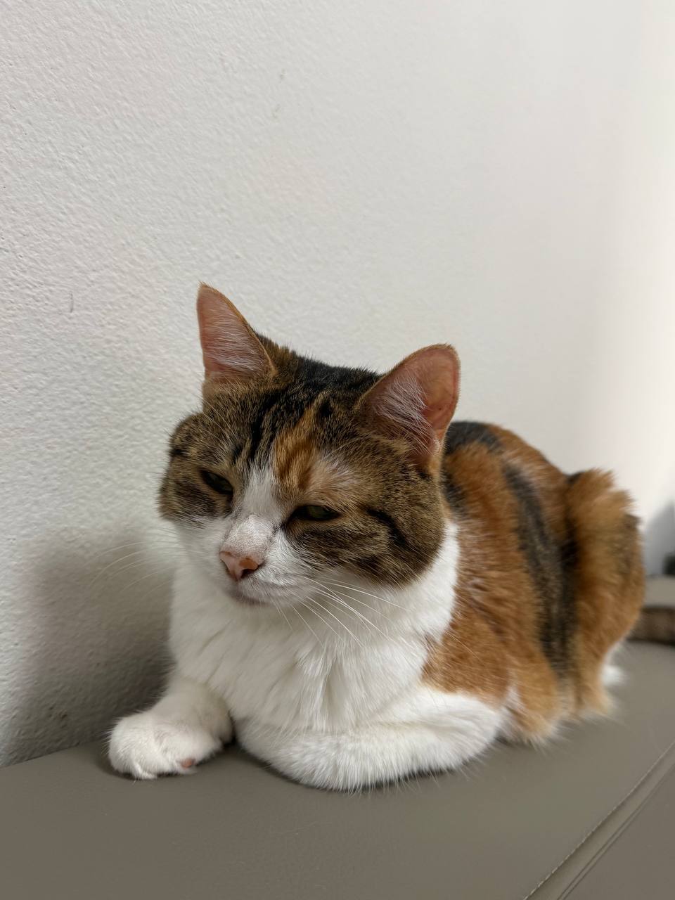 饲养三花猫证明图