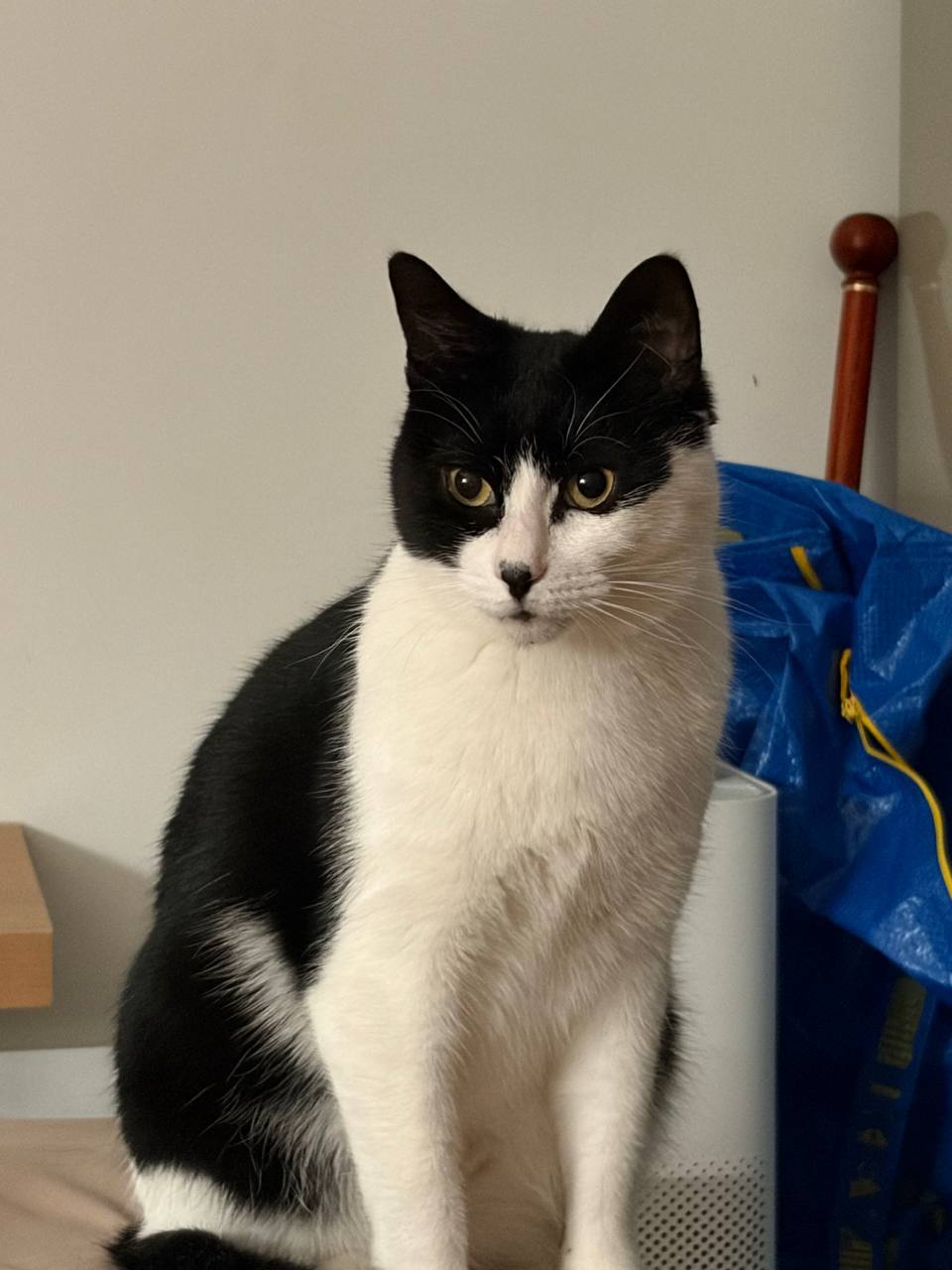 厉不厉害你黑猫