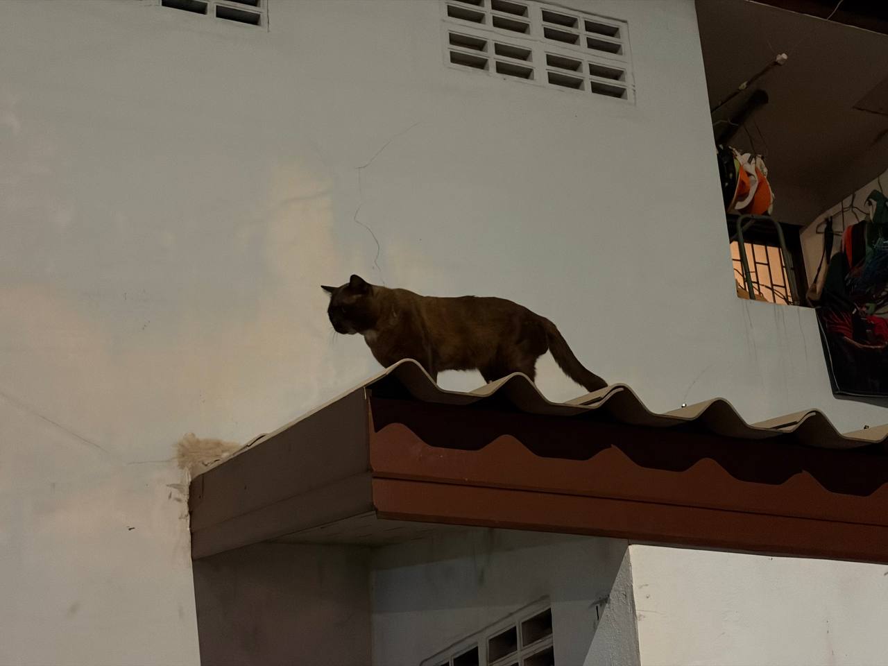 推荐猫咪: 泰国暹罗猫