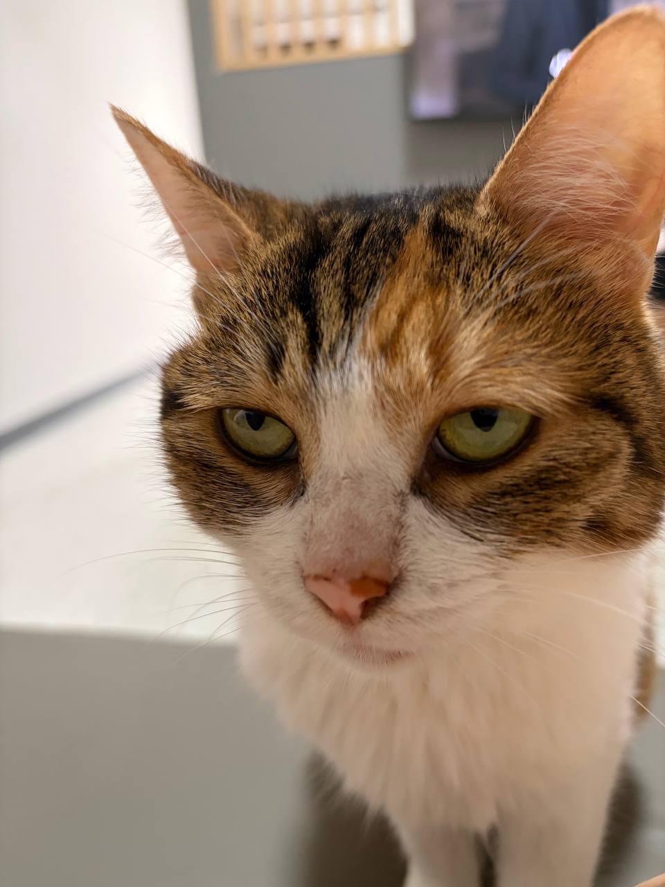 (a) 看看我家三花吧