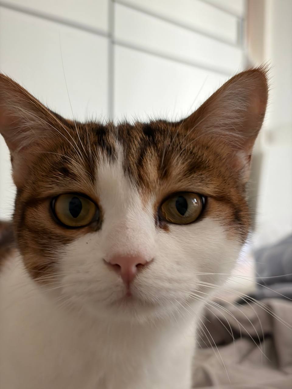 (c) 总结之前看看可爱的猫咪吧