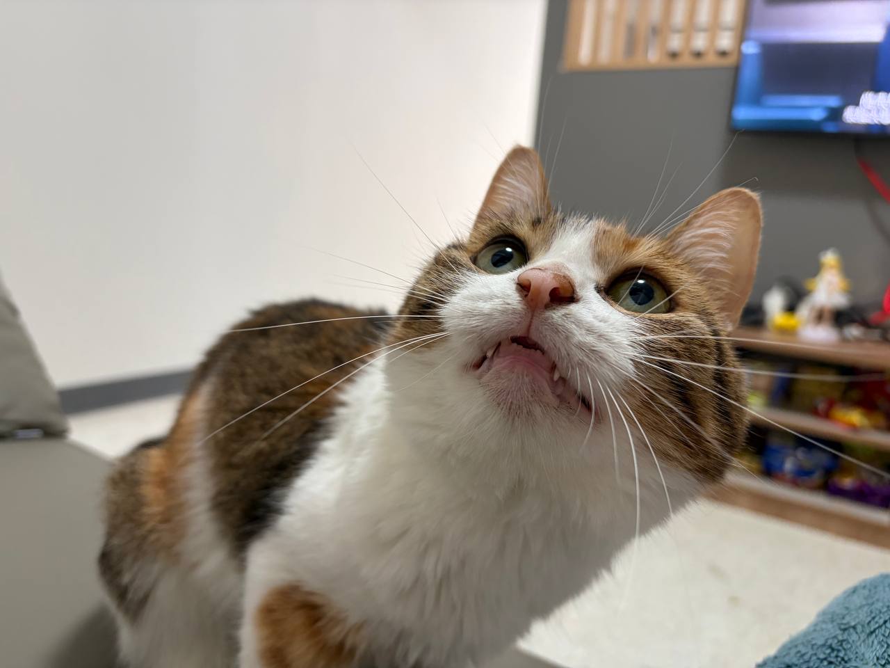 (b) 还是我家的三花