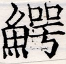 鱷の位置