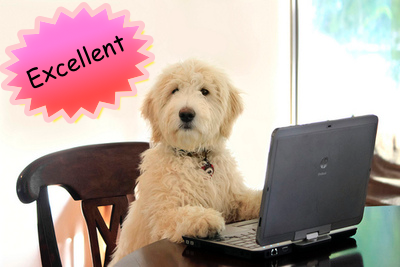 Dog at a computer with an overlay labelled "excellent"