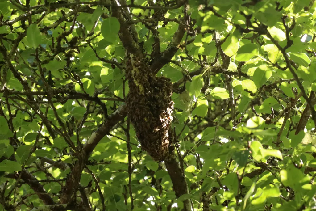 Honeybee swarm clustered on a branch