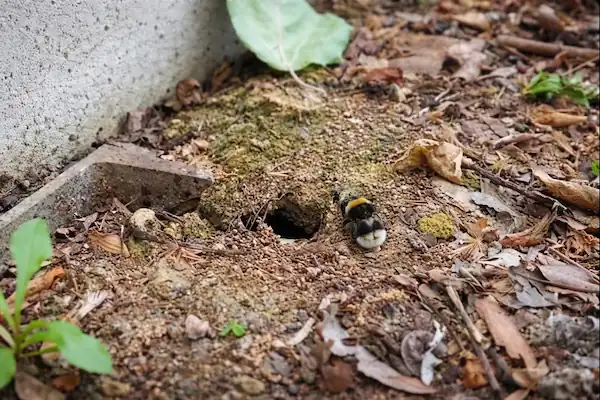 Bumblebee on a flower