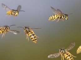 Wasps