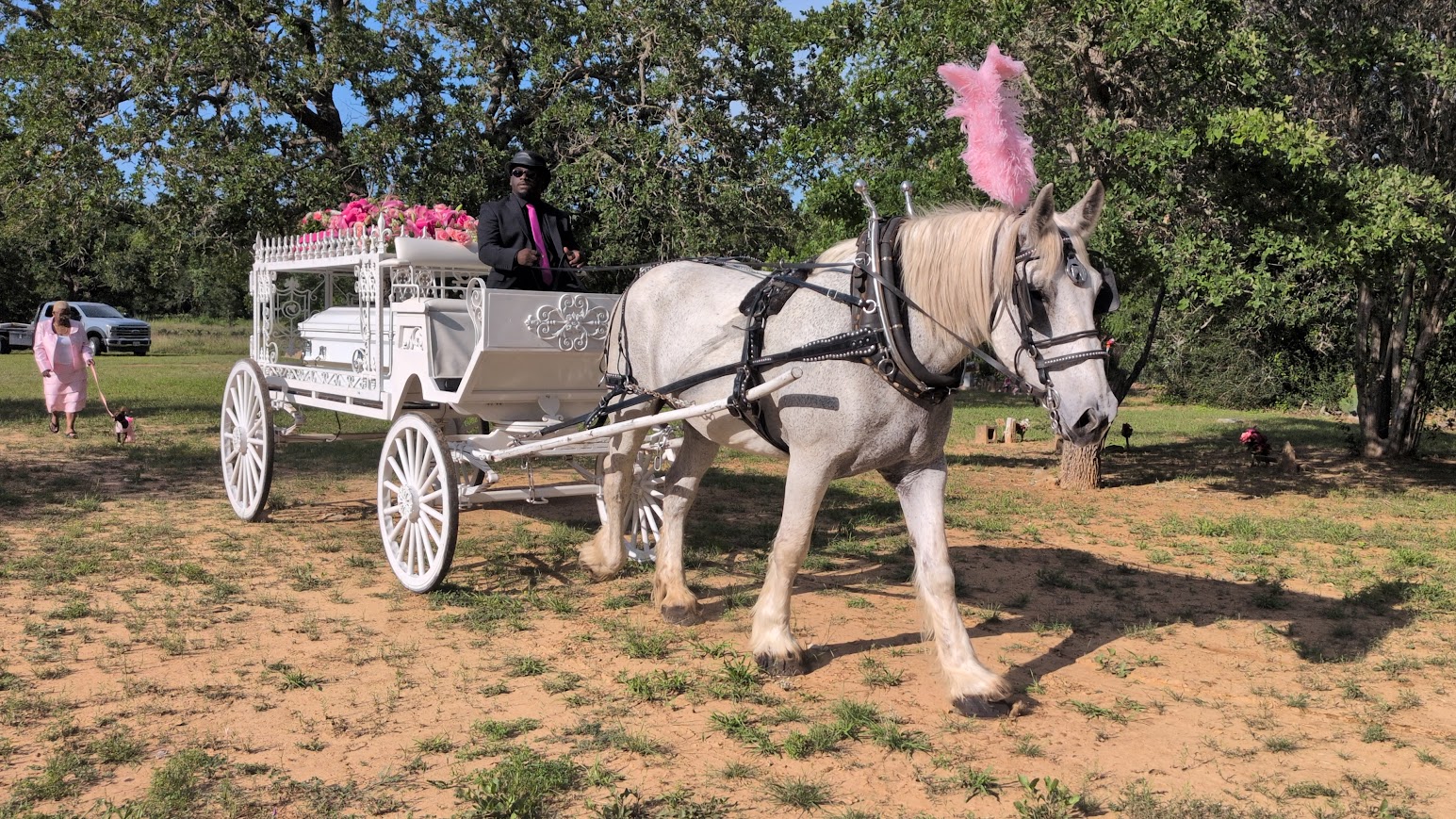 Horse-drawn hearse carrying Marie Washington Brown to her final resting place in Austin Texas — Texas Funeral Carriage with light pink plumes