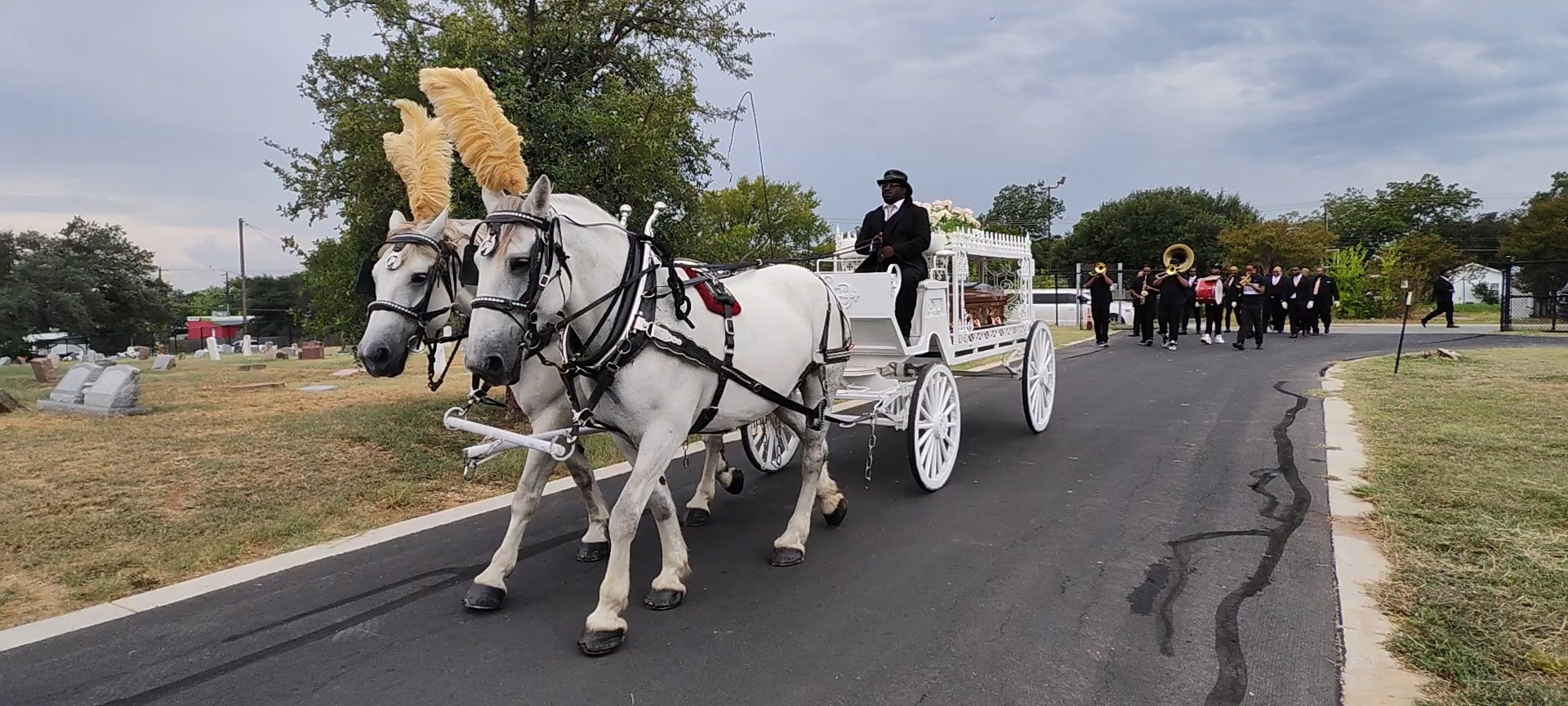 Team of white horses with custom tan plumes for a personalized funeral procession at Evergreen Cemetery Austin Texas — Texas Funeral Carriage