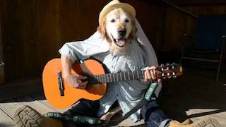 Image of dog playing guitar