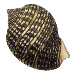 Cassidae shell