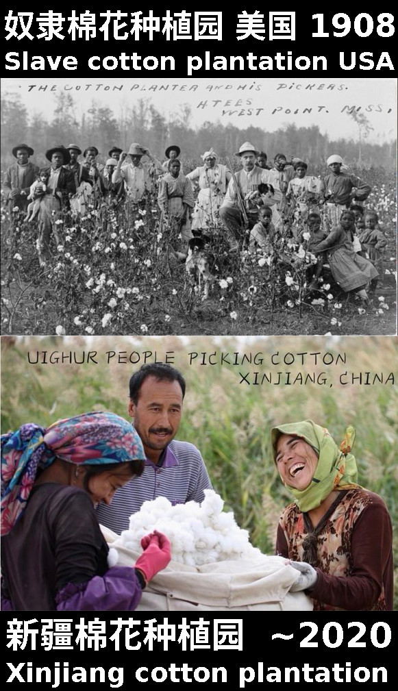 Xinjiang cotton vs American plantation from 1908