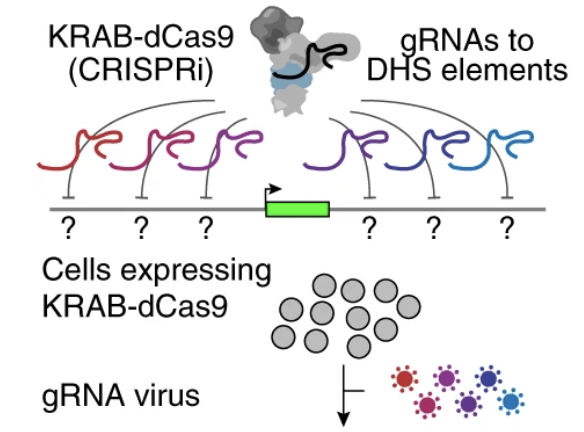 Activity-by-contact model of enhancer–promoter regulation from thousands of CRISPR perturbations