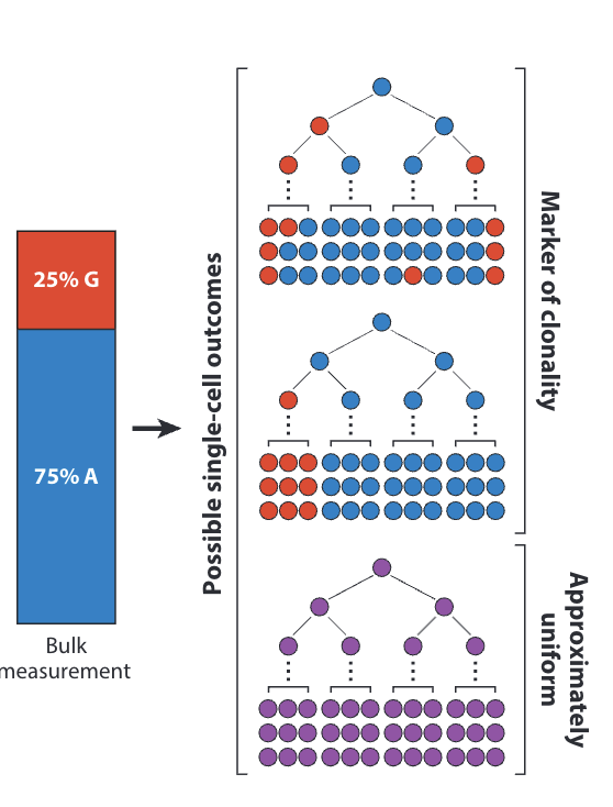 Single-Cell Technologies for Studying the Evolution and Function of Mitochondrial DNA Heteroplasmy in Cancer