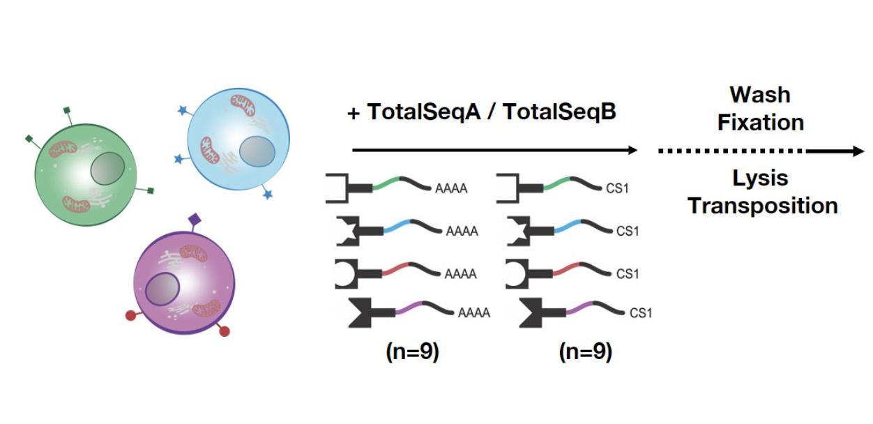 <b>ATAC with Selected Antigen Profiling via sequencing + DOGMA-seq</b>