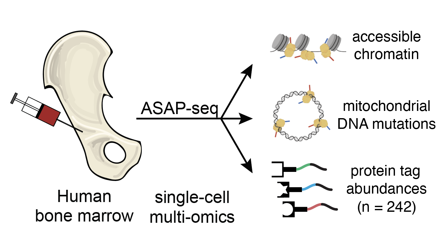 Massively Parallel Profiling of Accessible Chromatin and Proteins with ASAP-Seq