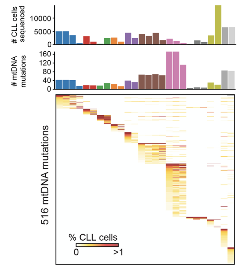 Longitudinal Single-Cell Dynamics of Chromatin Accessibility and Mitochondrial Mutations in Chronic Lymphocytic Leukemia Mirror Disease History