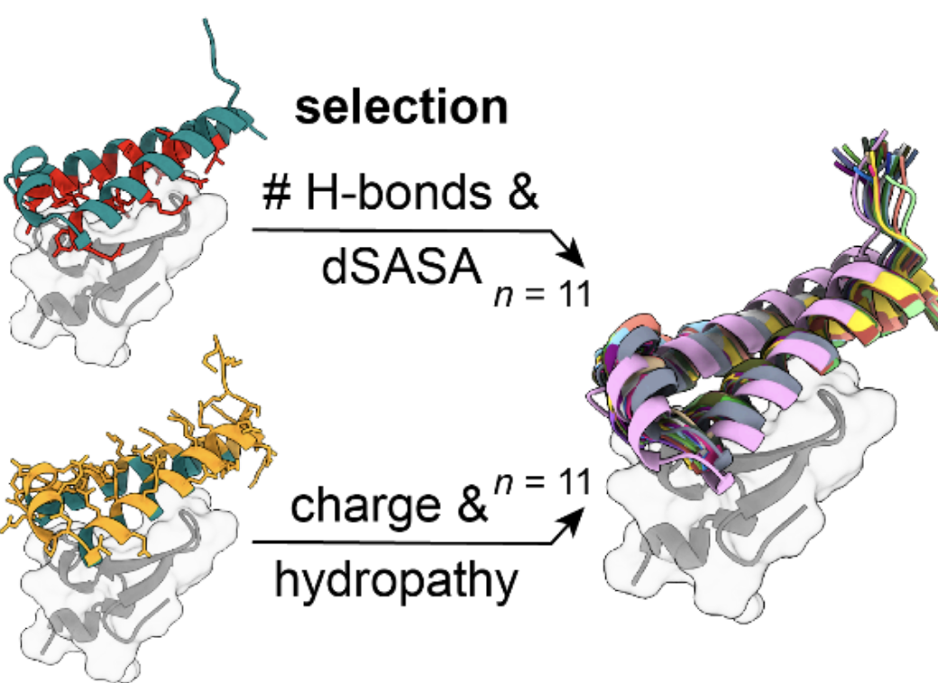 Sequence and structural determinants of efficacious i de novo i chimeric antigen receptors