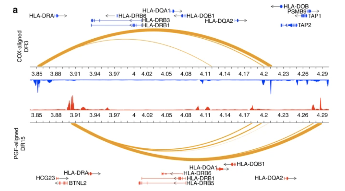 Enhancer histone-QTLs are enriched on autoimmune risk haplotypes and influence gene expression within chromatin networks