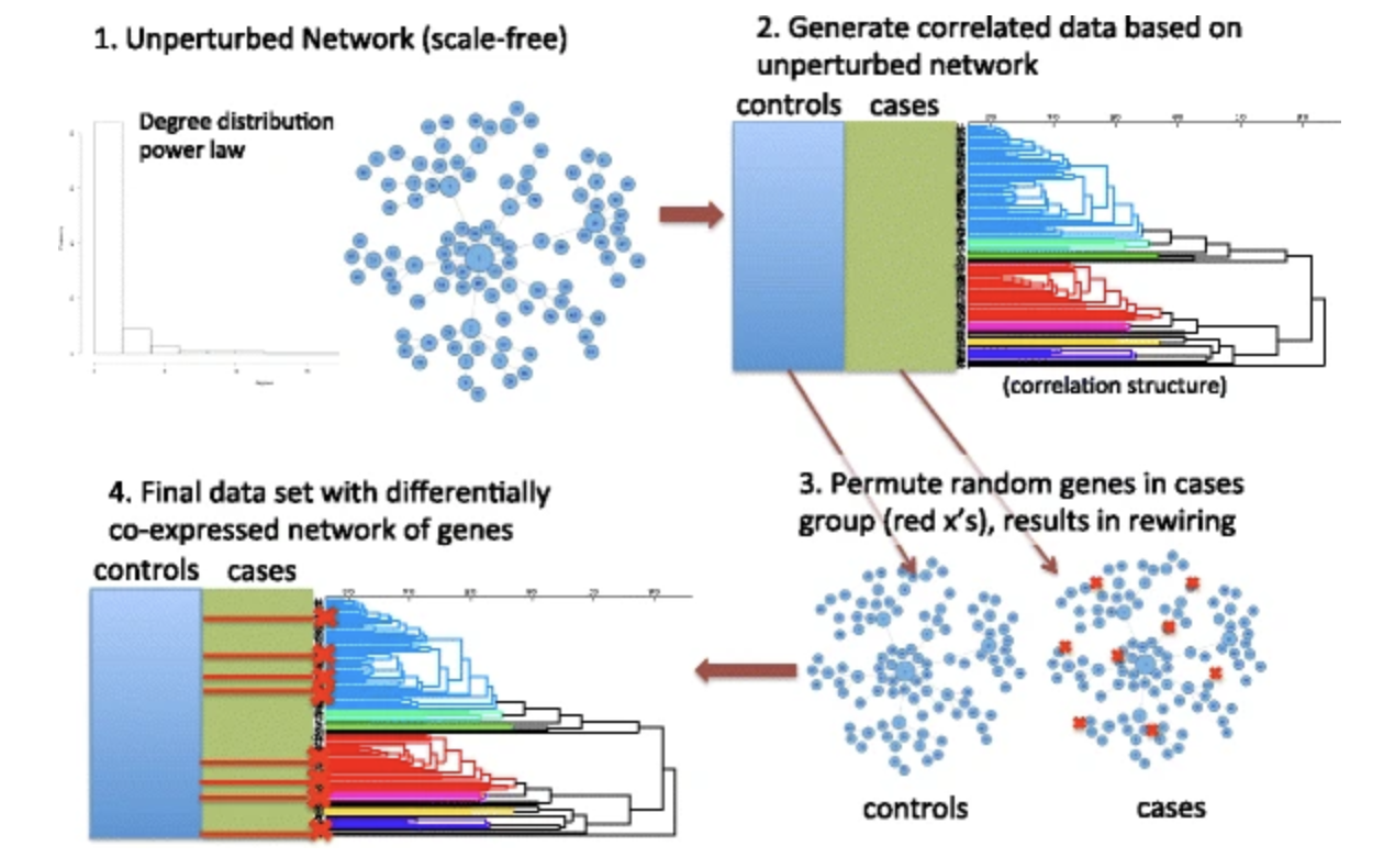 Differential co-expression network centrality and machine learning feature selection for identifying susceptibility hubs in networks with scale-free structure