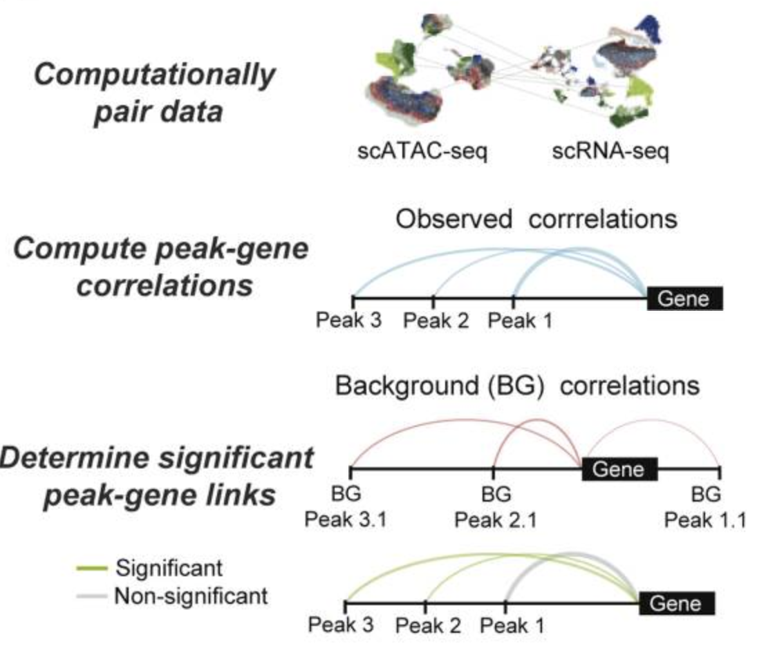 Functional inference of gene regulation using single-cell multi-omics