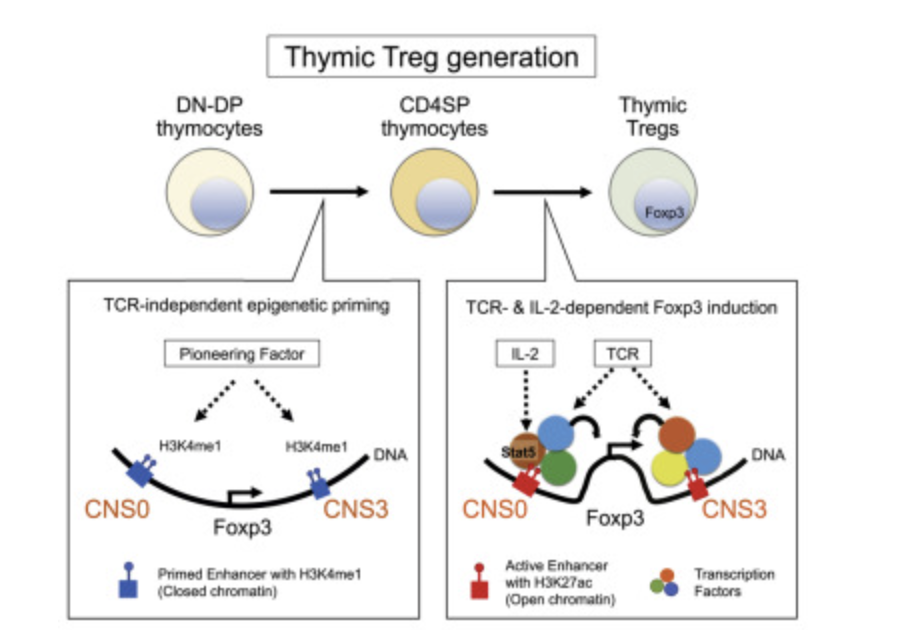 Distinct Foxp3 enhancer elements coordinate development, maintenance, and function of regulatory T cells