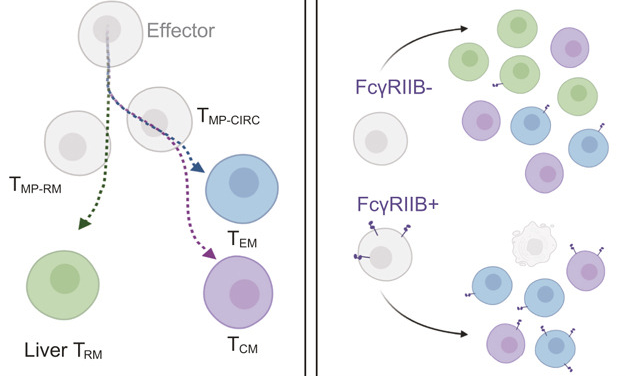 Distinct epigenomic landscapes underlie tissue-specific memory T cell differentiation