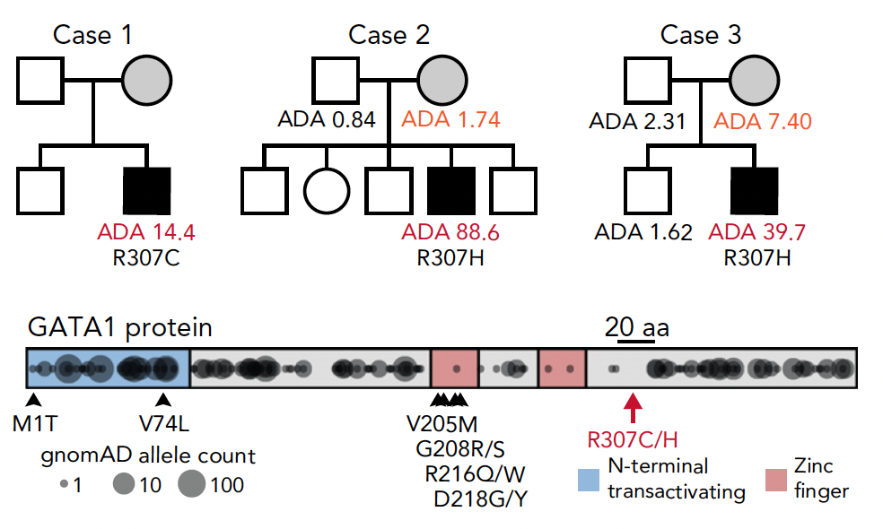 Congenital anemia reveals distinct targeting mechanisms for master transcription factor GATA1