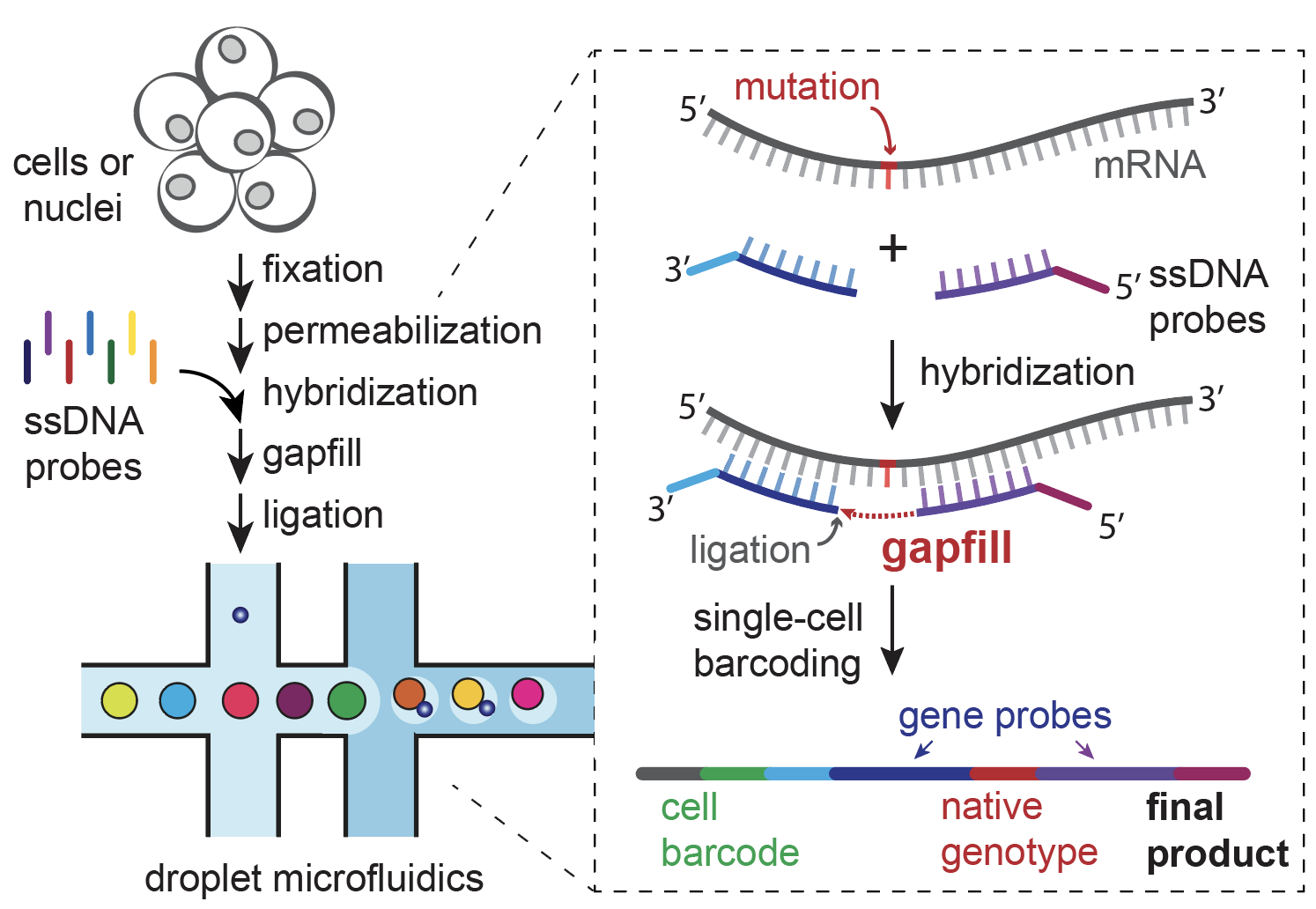 Scalable genotyping in fixed transcriptomes resolves clonal heterogeneity via single-cell sequencing