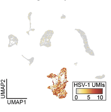 Resolving human neuronal herpesvirus reactivation via petabase-scale association studies