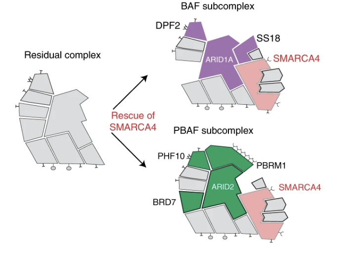 The ATPase module of mammalian SWI/SNF family complexes mediates subcomplex identity and catalytic activity–independent genomic targeting