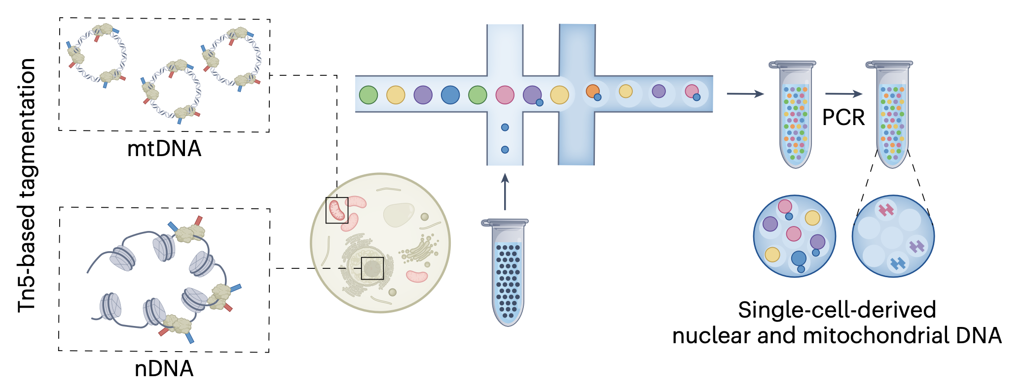 Mitochondrial genetics through the lens of single-cell multi-omics