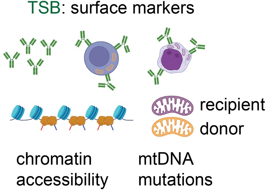 Tracking rare single donor and recipient immune and leukemia cells after allogeneic hematopoietic cell transplantation using mitochondrial DNA mutations