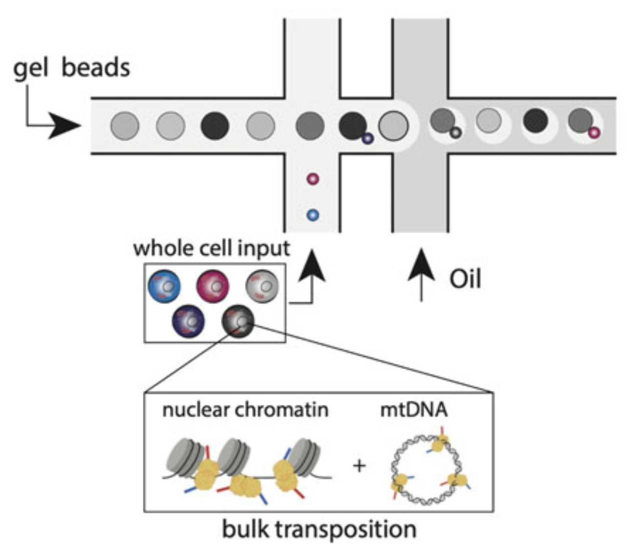 Concomitant Sequencing of Accessible Chromatin and Mitochondrial Genomes in Single Cells Using mtscATAC-Seq