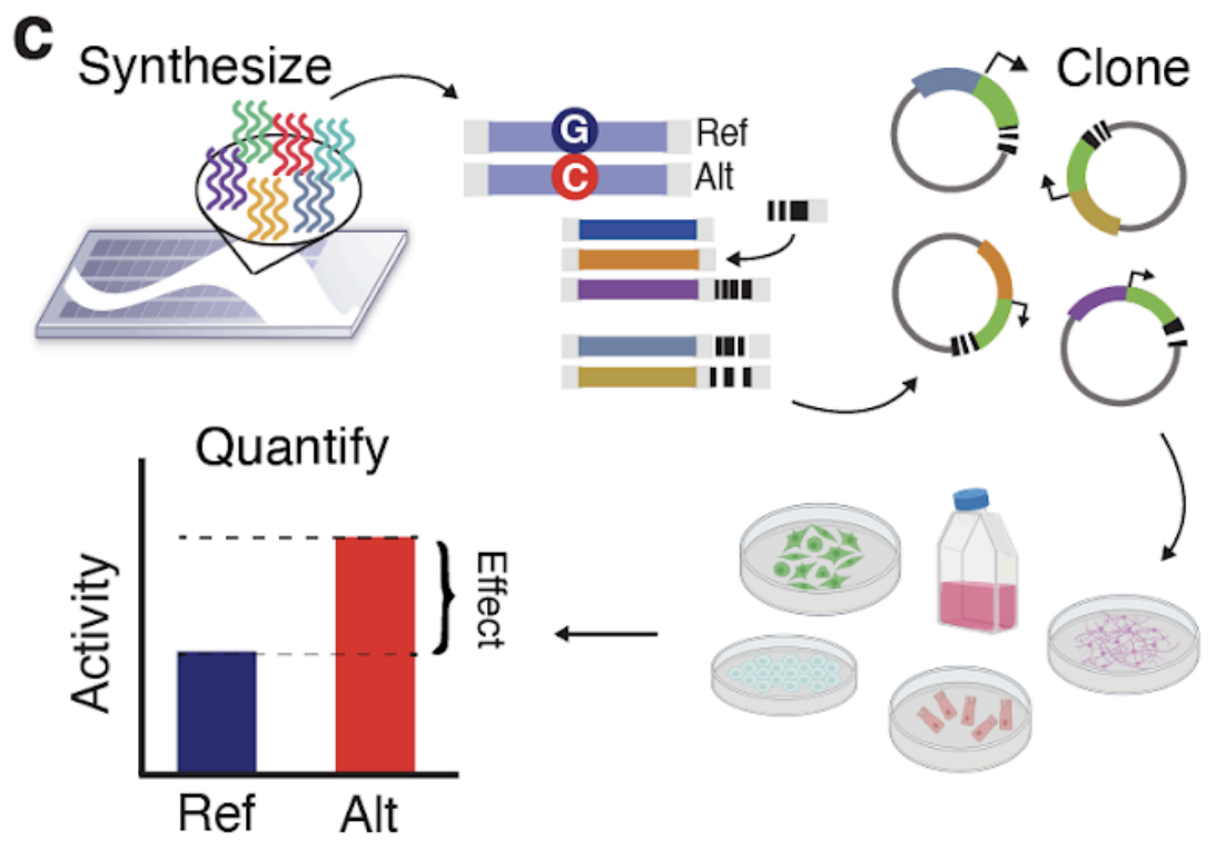 Functional dissection of complex and molecular trait variants at single nucleotide resolution