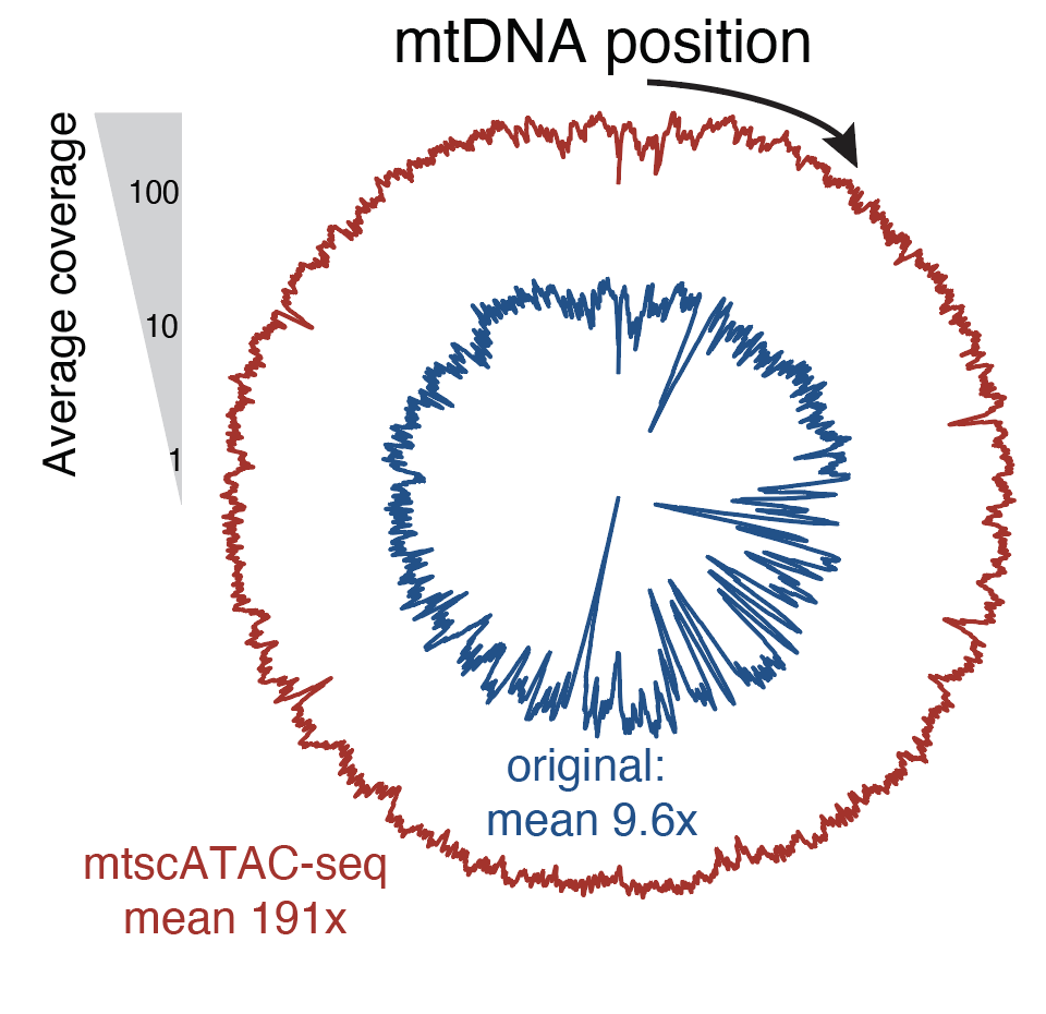 Massively parallel single-cell mitochondrial DNA genotyping and chromatin profiling