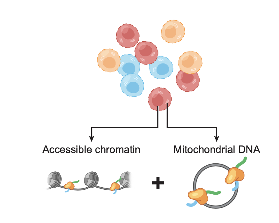Mitochondrial single-cell ATAC-seq for high-throughput multi-omic detection of mitochondrial genotypes and chromatin accessibility