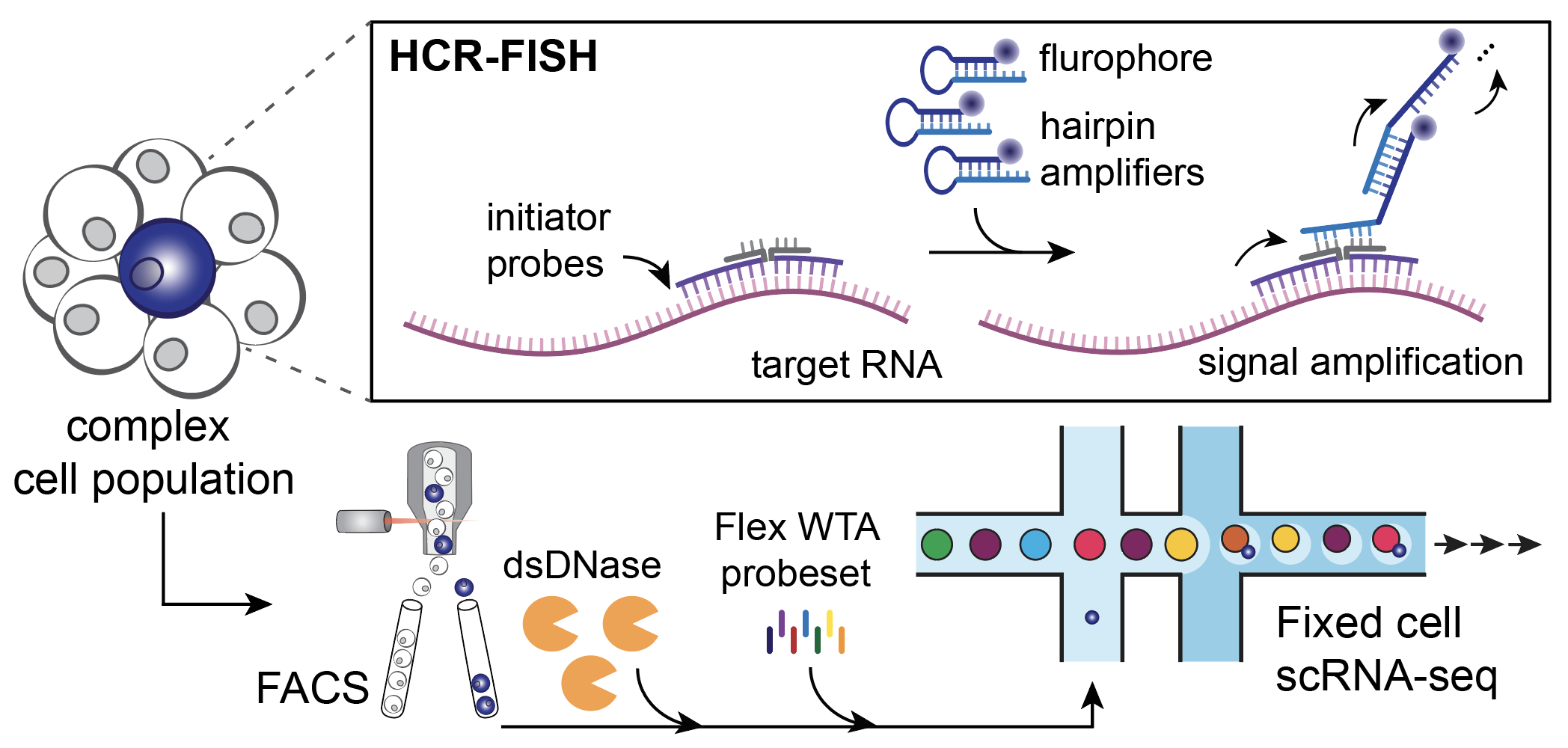 <b>Programmable Enrichment via RNA FlowFISH by sequencing</b>