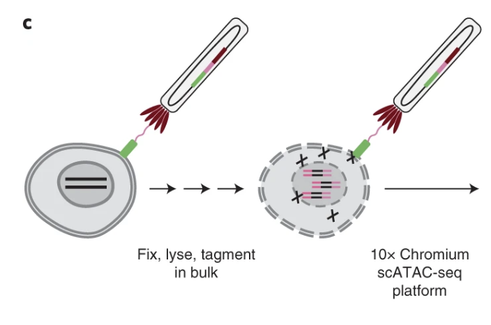 Single-cell profiling of proteins and chromatin accessibility using PHAGE-ATAC