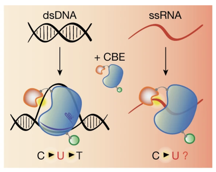 Transcriptome-wide off-target RNA editing induced by CRISPR-guided DNA base editors