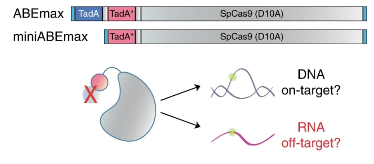CRISPR DNA base editors with reduced RNA off-target and self-editing activities