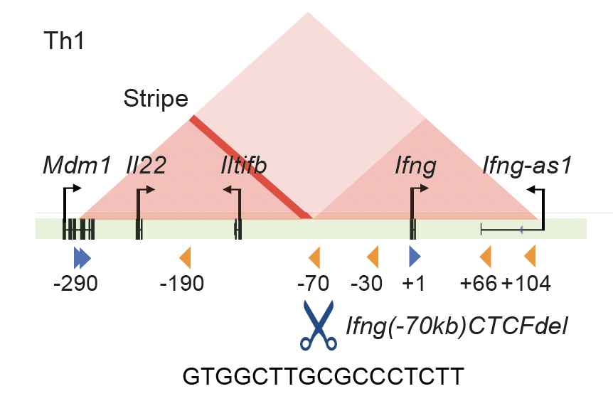 Differential Requirement of 3D Genomic Organization for the&nbsp; <i>Mdm1-Il22-Ifng</i>&nbsp;Locus Regulation in Adaptive Versus Innate Responses