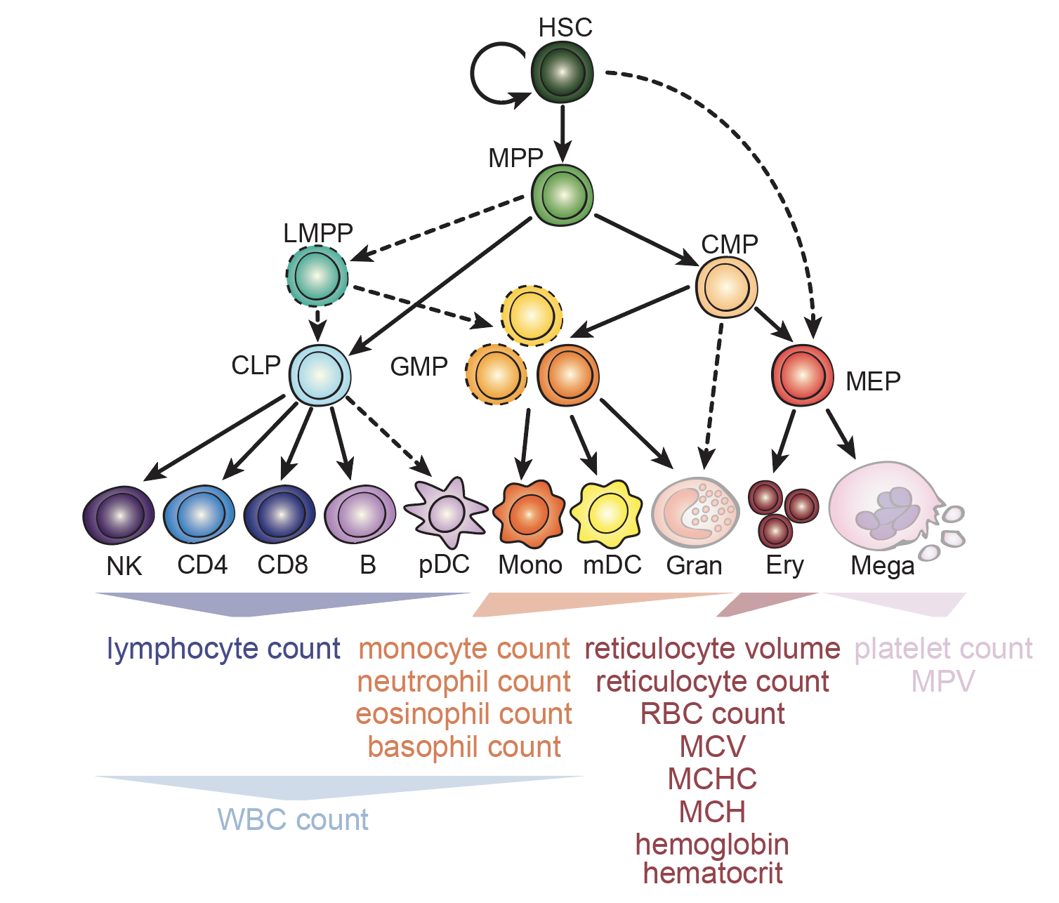 Interrogation of human hematopoiesis at single-cell and single-variant resolution